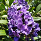 10 TEXAS Mountain LAUREL Sophora Secundiflora Mescal Tree Purple Flower Seeds