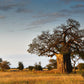 5 African BAOBAB TREE Adansonia Digitata Monkey Bread Judas Fruit Seeds