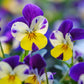 250 JOHNNY JUMP UP Helen Mount Violet Viola Tricolor Flower Seeds