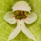 150 BELLS OF IRELAND ( Lady In The Bathtub / Shell Flower ) Moluccella Laevis Green Flower Seeds