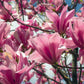 5 SAUCER MAGNOLIA x Soulangeana Denudata & Liliiflora 5 - 10" Pink & White Flower Tulip Tree Seeds