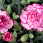50 PICOTEE MIX CARNATION Dianthus Caryophyllus Double Bicolor Striped Flower Seeds