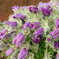 25 VIOLET ANEMONE Pulsatilla Vulgaris Purple PASQUE Flower Seeds