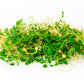 50 Mammoth MELTING SUGAR PEA Stringless Snow Pea Pisum Sativum Vegetable Seeds