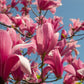 5 SAUCER MAGNOLIA x Soulangeana Denudata & Liliiflora 5 - 10" Pink & White Flower Tulip Tree Seeds