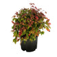 15 DWARF SACRED BAMBOO Heavenly Nandina Domestica Nana Pink Red Sun Shade Shrub Seeds