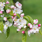 30 Sargent CRAB APPLE Shrub Hummingbird Flower White Red Malus Sargentii Seeds