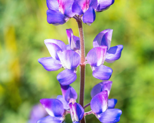 100 ARROYO LUPINE (Hollowleaf Lupine / Succulent Lupine) Lupinus Succulentus Flower Seeds