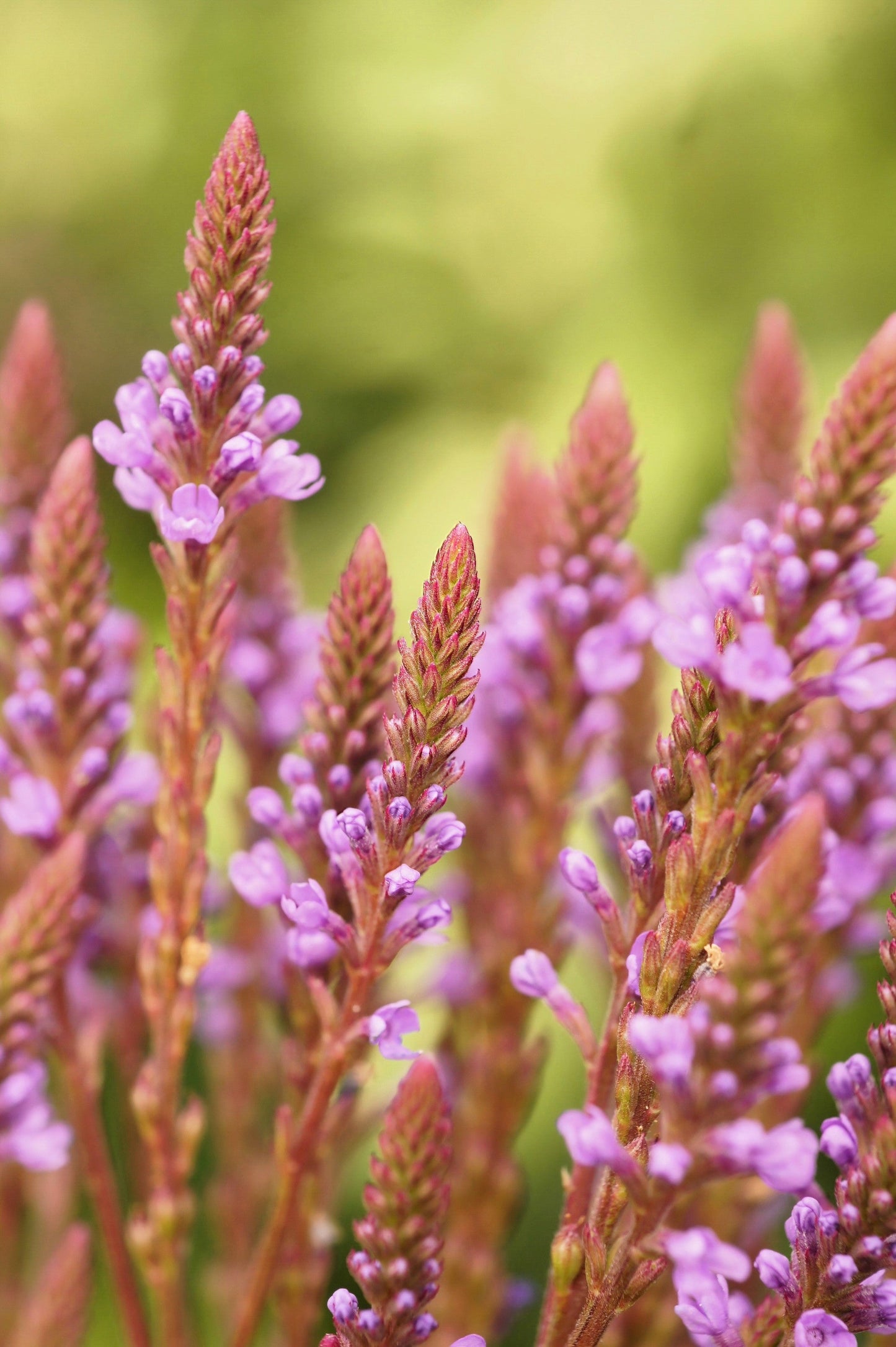 1000 Pink VERVAIN Verbena Hastata Rosea Flower Seeds