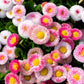 100 Strawberries & Cream ENGLISH DAISY Bellis Perennis Flower Seeds
