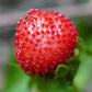 50 Edible Red MOCK STRAWBERRY Potentilla Indica Duchesnea Fruit Berry Seeds