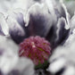 50 Organic AMAZING GREY POPPY Papaver Rhoeas Silvery Gray Flower Seeds