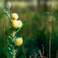 10 SWAN MILKWEED Hairy Balls Butterfly Weed Asclepias Gomphocarpus Fruticosus Monarch Flower Seeds