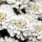 1000 WHITE EMPRESS CANDYTUFT Iberis Amara Groundcover Flower Seeds
