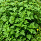 200 STINGING NETTLE Urtica Dioica (aka Common, California, or Bull Nettle / Tread Softly) Flower Seeds