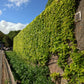 10 BOSTON IVY ( Bostonian Ivy / Wall Ivy ) Parthenocissus Tricuspidata Veitchii Vine Flower Seeds