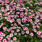 100 DWARF Little MIX PERIWINKLE / Vinca Rosea Flower Seeds