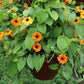 30 BLACK Eyed SUSAN VINE Thunbergia Alata Orange Yellow Black Flower Seeds