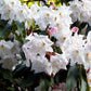 50 FORTUNE RHODODENDRON Fortunei Shrub Rose Pink Mauve White Flower Seeds