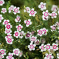 550 MAIDEN PINKS Mixed Colors Dianthus Deltoides Flower Seeds