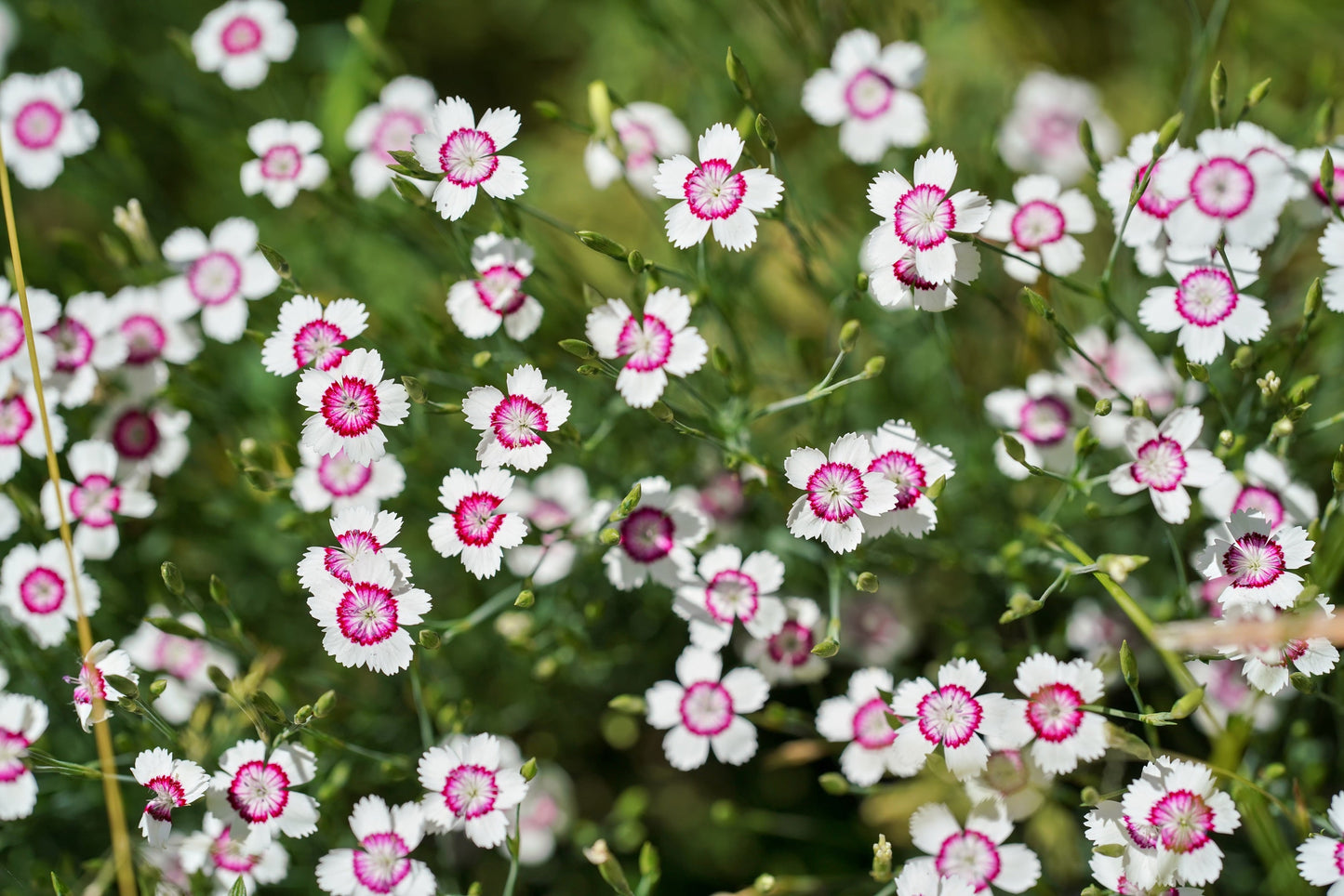 550 MAIDEN PINKS Mixed Colors Dianthus Deltoides Flower Seeds