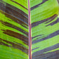 5 RED TIGER BANANA Hardy Musa Sikkimensis Bengal Flowering Darjeeling Sikkim Fruit Tree Seeds