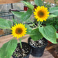 25 Dwarf SUNSPOT SUNFLOWER Helianthus Annuus Flower Seeds