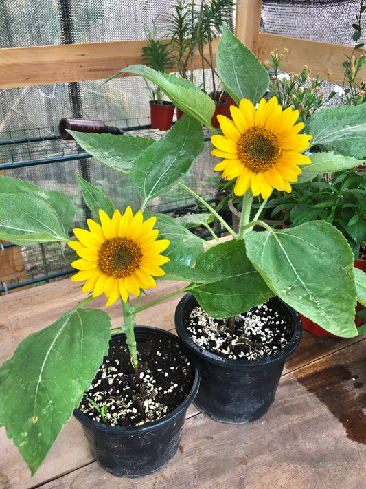 25 Dwarf SUNSPOT SUNFLOWER Helianthus Annuus Flower Seeds