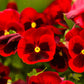 50 RED & BROWN PANSY Swiss Giant Violet Viola Wittrockiana Flower Seeds