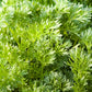 1000 SWEET WORMWOOD Artemisia Annua Sweet Annie Mugwort Sagewort Fragrant Herb Seeds