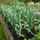 500 BROAD LONDON LEEK Allium Porrum Heirloom White & Green Vegetable Seeds