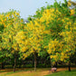 15 GOLDEN SHOWER TREE Gold Rush Yellow Cassia Fistula Flower Seeds