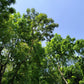 5 TRUE MAHOGANY TREE Honduran Big Leaf Sky Fruit Swietenia Macrophylla Seeds