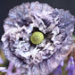 50 Organic AMAZING GREY POPPY Papaver Rhoeas Silvery Gray Flower Seeds