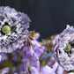 50 Organic AMAZING GREY POPPY Papaver Rhoeas Silvery Gray Flower Seeds