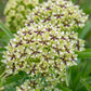 20 Green SPIDER MILKWEED Asclepias Viridis White Purple Monarch Flower Seeds