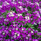 100 EASTER BONNET ALYSSUM Lobularia Maritima Bright Violet Purple Flower Seeds