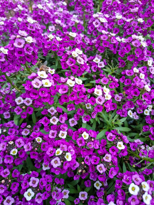 100 EASTER BONNET ALYSSUM Lobularia Maritima Bright Violet Purple Flower Seeds