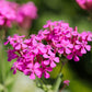 1000 TALL CATCHFLY (Campion / None So Pretty) Silene Armeria Pink Flower Seeds