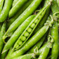50 GREEN ARROW PEA Heirloom Shelling English Pisum Sativum Vegetable Seeds