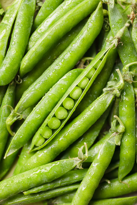 50 GREEN ARROW PEA Heirloom Shelling English Pisum Sativum Vegetable Seeds