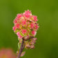 500 SALAD BURNET Sanguisorba Minor Edible Greens Vegetable Herb Flower Seeds