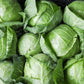 500 DANISH BALLHEAD CABBAGE Brassica Oleracea Capitata Vegetable Seeds