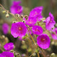 50 RED ROCK PURSLANE ' Ruby Tuesday ' Calandrinia Umbellata Magenta Flower Herb Seeds