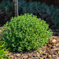 50 PERSIAN CATMINT Mussins Nepeta Racemosa Flower Seeds