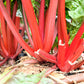 300 RUBY RED SWISS CHARD (Perpetual Spinach) Beta Vulgaris Cicla Vegetable Seeds