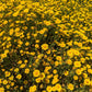 1500 CALIFORNIA SUNSHINE GOLDFIELDS Lasthenia Glabrata Yellow Flower Seeds