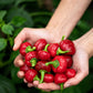 100 Red CHERRY HOTS Pepper (Finger Hots, Hot Cherry Pepper, Hot Chili Pepper, Cherry Chili Pepper, Pimienta) Capsicum Annuum Vegetable Seeds