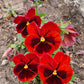 50 RED & BROWN PANSY Swiss Giant Violet Viola Wittrockiana Flower Seeds