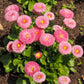 100 PINK ENGLISH DAISY Bellis Perennis Tasso Pink Double Flower Seeds